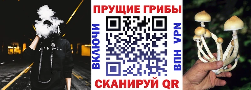 Купить закладки  Кадников  Галлюциногенные грибы Magic Shrooms 